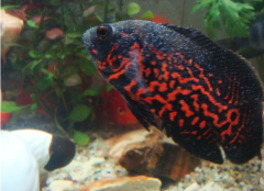 不要小看白點病，不得不治！